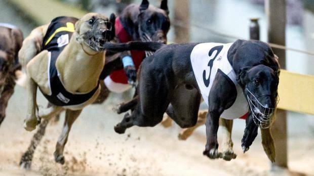 SHUT DOWN: Greyhound races will still be on, but the public are not allowed to attend for the 'foreseeable future'. Photo: FILE