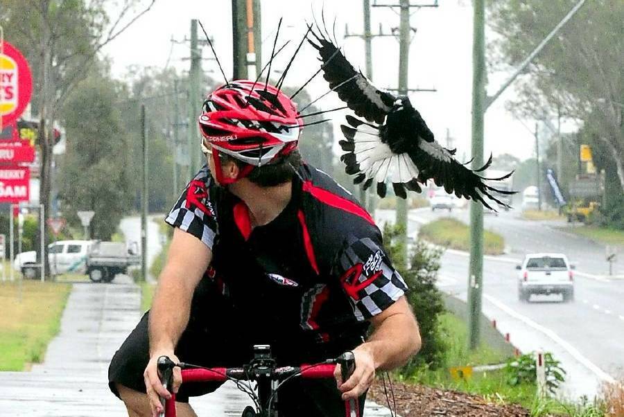 LOOK OUT: Magpie breeding season has started and the birds are racking up quite a few swoops across the region. Photo: FILE