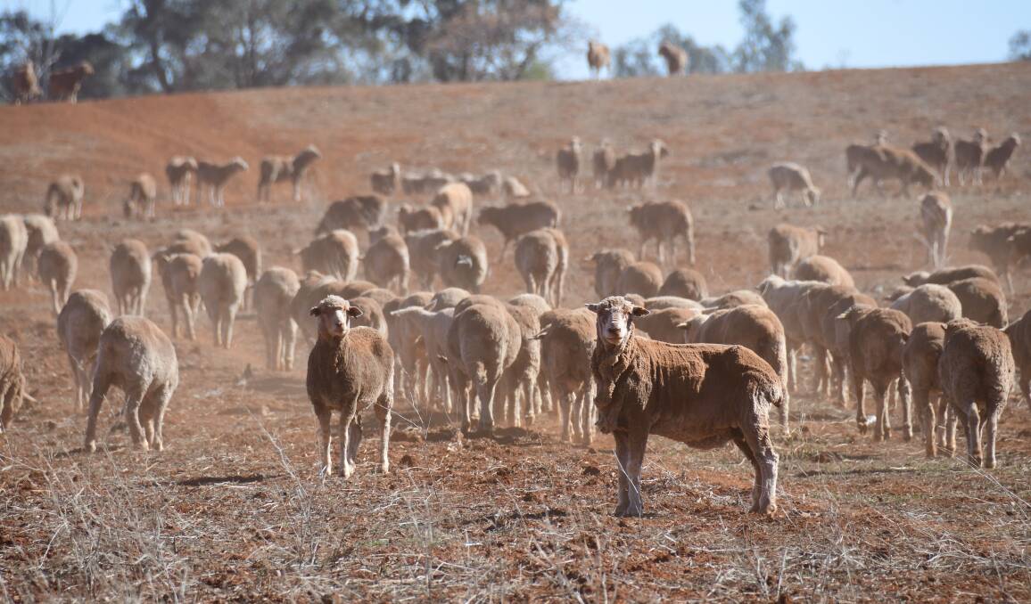DRY TIMES: Currently, 43.1 per cent of the Central West is in intense drought. Photo: AMY MCINTYRE