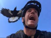 UNDER ATTACK: Cyclist Dave during trials of known magpie deterrents. Picture: Brisbane Valley Rail