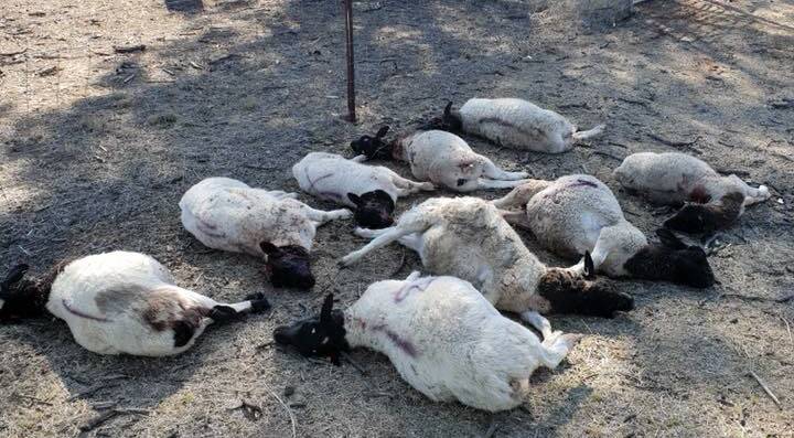 ATTACKS: The results of a recent vicious dog attack that left sheep injured and killed. Photo: NSW POLICE