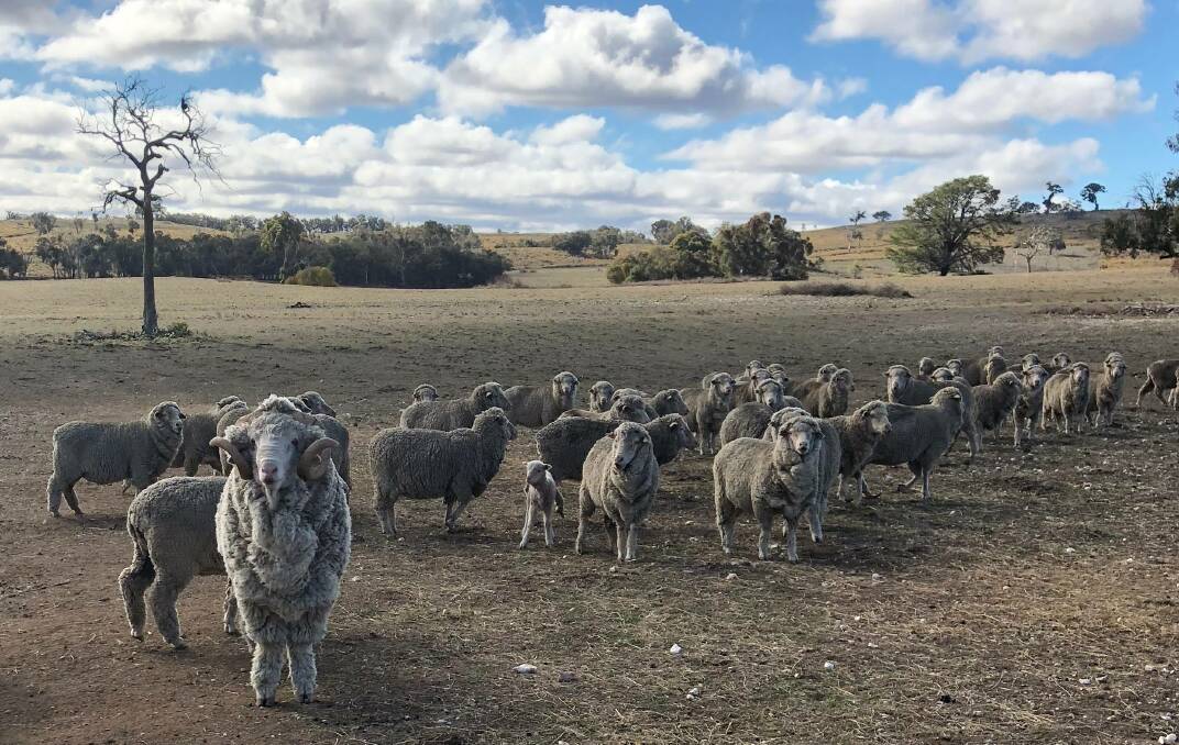 BONE DRY: Geoff Rayner, owner of Pomanara Merino Stud near Bathurst, was thankful he wasn't caught up by the auctions being cancelled. Photo: ROBYN RAYNER 061118drought5