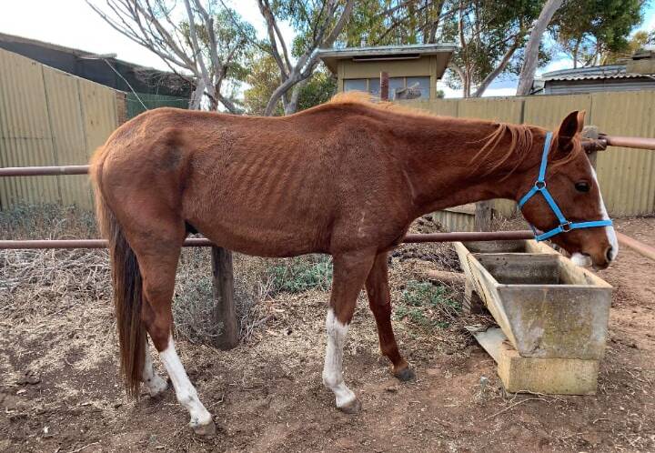 CHECKS: RSPCA inspectors have been called out to this Central West property numerous times following concerns for the welfare of horses. Photos: RSPCA FAIL