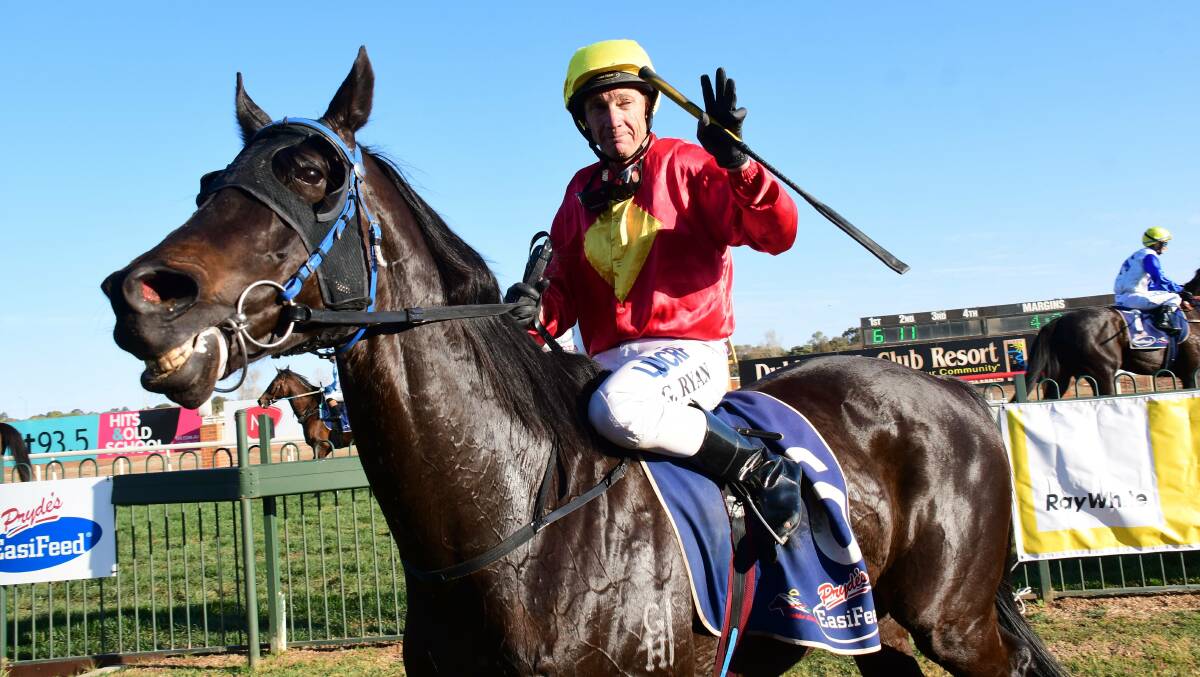 KING: Greg Ryan brings Steamin' back into the mounting yard after claiming the Dubbo City Toyota Gold Cup in 2019. Photo: AMY McINTYRE