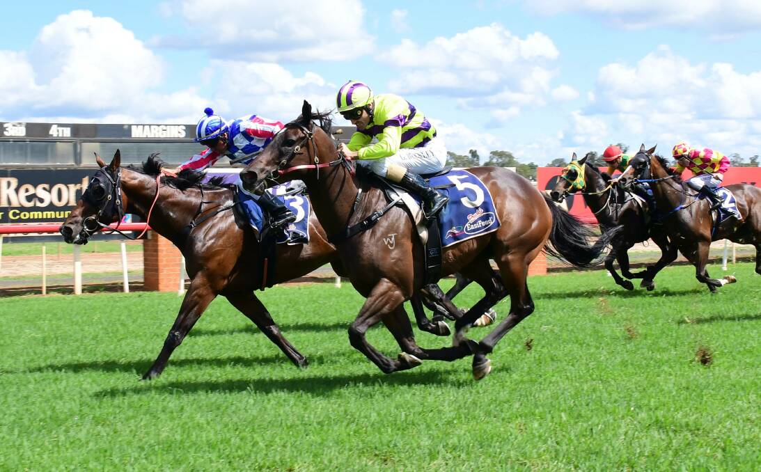 LESS THAN HIS BEST: After jumping swiftly, Panuara finished sixth in Saturday's sprint at Kembla Grange. One spot ahead of one of the former stars of Alison Smith's Towac Park stables, sprint champ Absolute Ripper. Photo: DAILY LIBERAL
