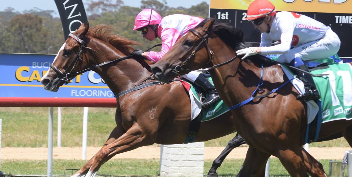 OH, SO CLOSE: Leading hoop Greg Ryan rode Gary Portelli's Grazie past the post on Friday, giving the three-year-old gelding its first career win. He's got high hopes for the prospect, especially after its next spell. Photo: JUDE KEOGH.
