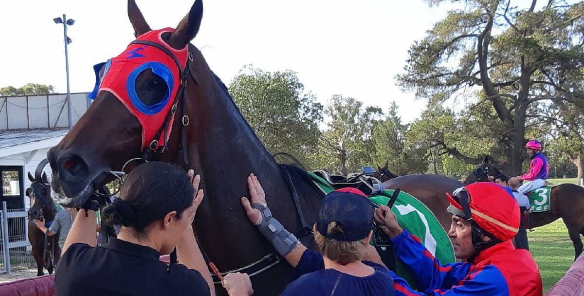 IN-FORM: Vaquero will compete in the sixth race of the day at Hawkesbury on Tuesday, a $31,500 Class 2 Handicap over 1800 metres. Photo: BREE MCMINNN