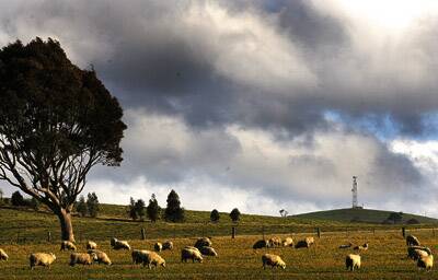 SHEEPISH: Farmers have been cursing the wet and windy conditions at lambing time.