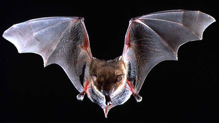 Insights … immune responses in bats are being studied.