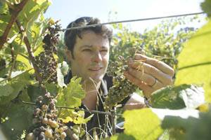 GRAPES OF WRATH: Winemaker at Canobolas-Smith Winery Will Rikard-Bell with some of the chardonnay grapes affected by downy and powdery mildew.