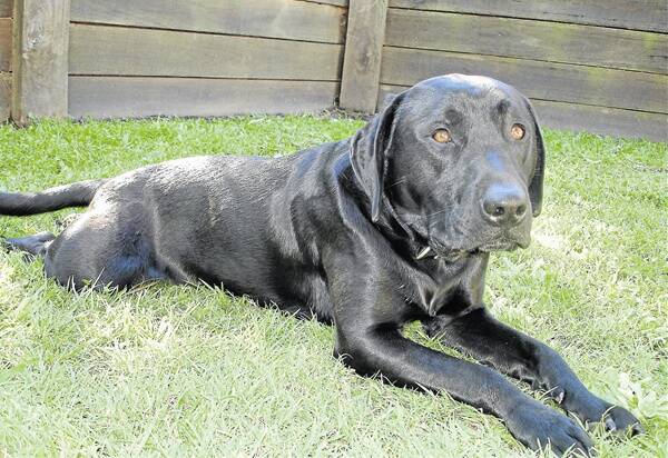 SAD TALE: Much loved family pet Merlo recently died as a result of 1080 poisoning.