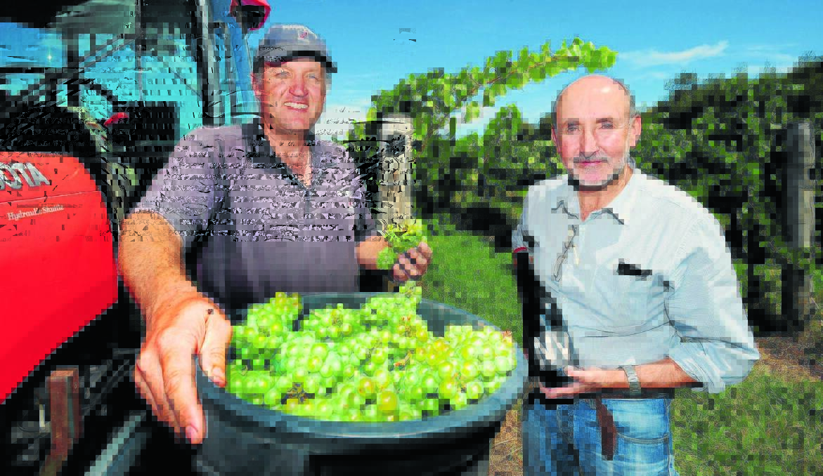 NO NEED TO WINE: CSU viticulturist Geoff Cook and Justin Byrne with some of the grapes that will be made into chardonnay table wine when they are picked. Photo: STEVE GOSCH 		  0221sgwine