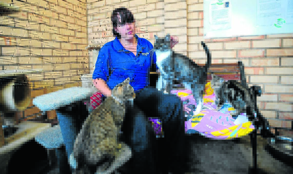 LOOKING FOR LOVE: Orange RSPCA animal attendant Kc Grealy with some of the 106 cats looking for a new family. Photo: STEVE GOSCH