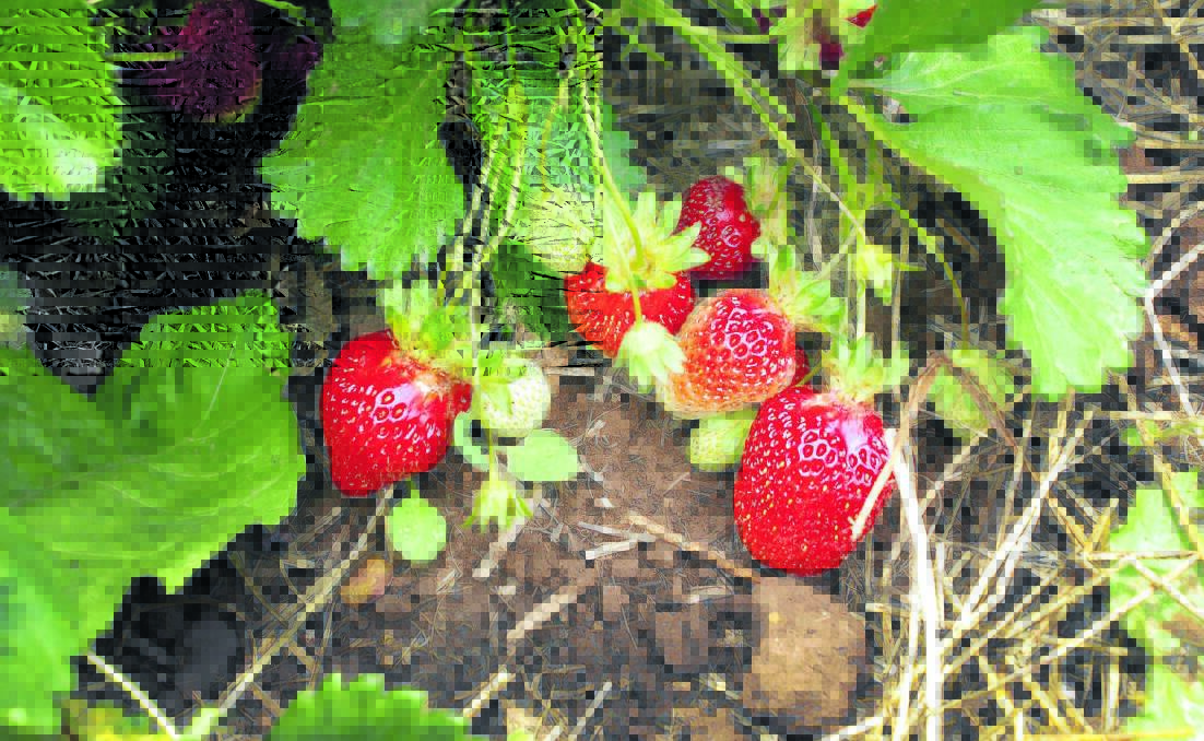 SWEET: It’s not too late to plant your own strawberry field.