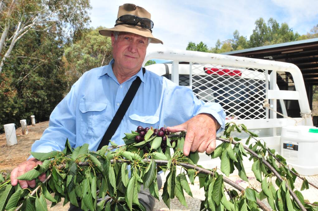 STRIPPED: On Sunday night a wave of fruit bats which descended on Andrew Gartrell's orchard plucked the ripe fruit from their stems stripping several trees in the orchard. NSW Farmers representative Graham Brown inspects the damage. Photo: LUKE SCHUYLER