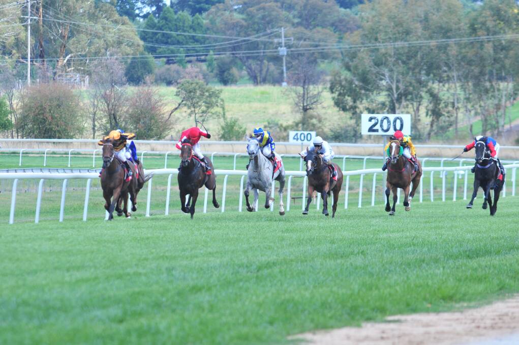 GO THE GREY: The gallops take to Towac Park, led beuatifully by a grey.