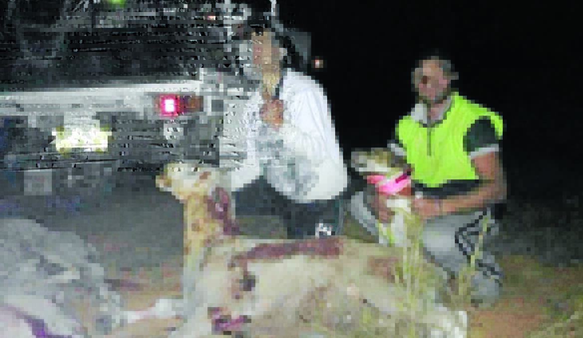 BLOODY TRAIL: This photograph of two men beside dead sheep and a pig-hunting dog sparked outrage when posted on Facebook.