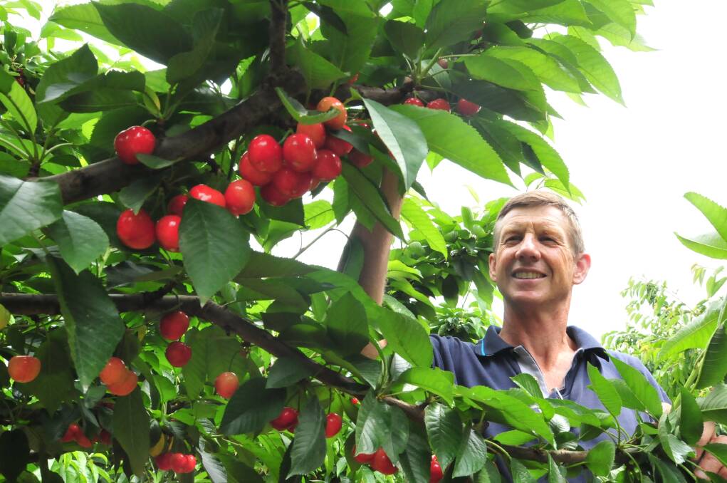INTERNATIONAL FLAVOUR: Terri Rossi from Rossi Orchards has had a perfect lead-up to the new cherry season. He’s expecting hundreds of people from all over the world to come to the central west to work at his farm early next month. Photo: JUDE KEOGH 