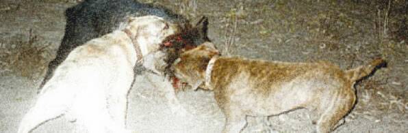 SAVAGE ATTACK: Hunting dogs attack a feral pig, which the RSPCA believes is a form of animal cruelty. Photo: courtesy ANIMAL LIBERATION