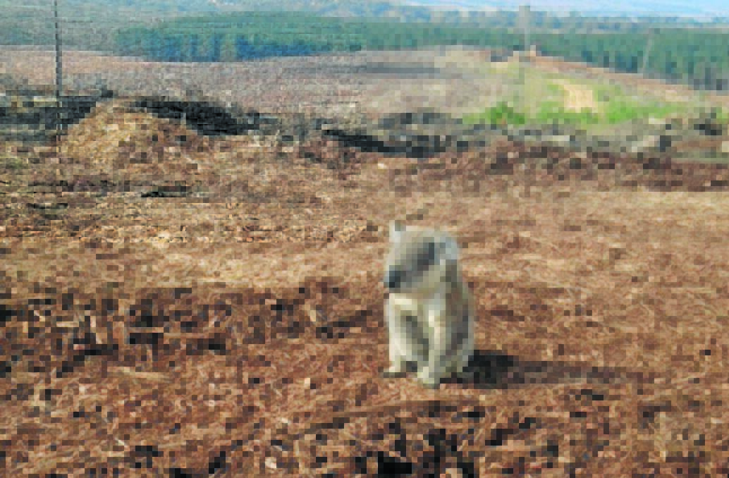 SAD, LONELY AND BLUE: Little bear lost after all the trees in his habitat were razed.